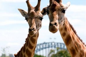 Sydney Harbour Ferry with Taronga Zoo Entry Ticket - Accommodation Coffs Harbour